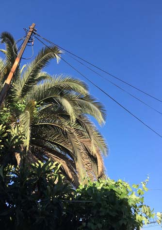 Palmera